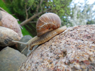 Weinbergschnecke im Garten