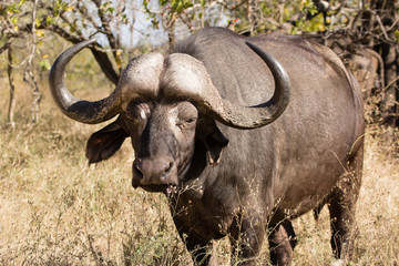 Fototapeta na wymiar African buffalo bull