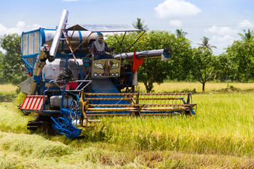 Combine harvesters were reaping