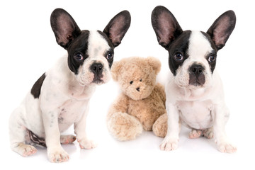 French bulldog puppies with teddy bear toy over white