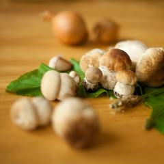 grzyb prawdziwek © JoannaTkaczuk