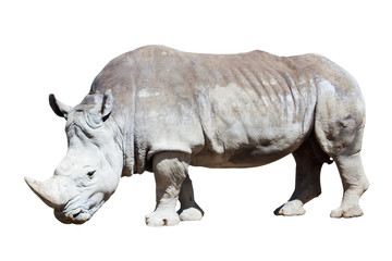 Obraz premium white rhinoceros over white
