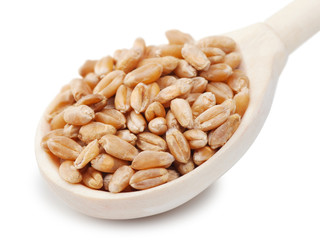 wheat grains in wooden spoon