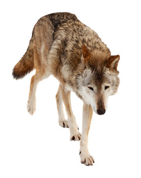 wolf. Isolated over white