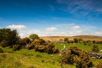 Fototapeta na wymiar On the pasture in Dartmoor