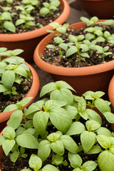 Potted Basil Plants