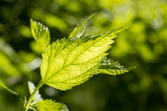 Nettle leaf