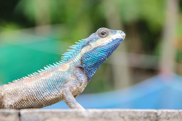 Fototapeta premium Blue Lizard