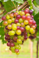Grapes