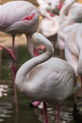 Fototapeta premium flamingos in Chiangmai Zoo, Thailand