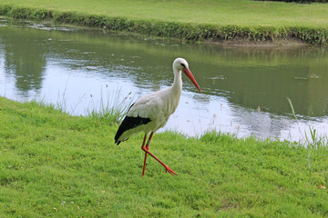 Cigogne au bord de l eau
