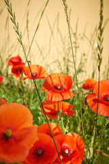 Obrazy na Plexi  Pole kwiatów maku Papaver rhoeas na wiosnę