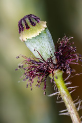 anatomie d'une fleur