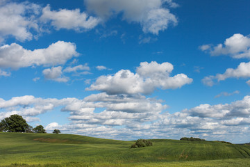 Obraz premium Green wheat field.