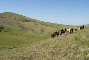 табун лошадей_башкирия