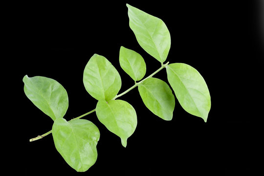 green leaf isolated on black background