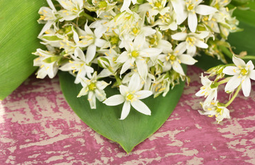 Beautiful mountain daffodils in  color vase,