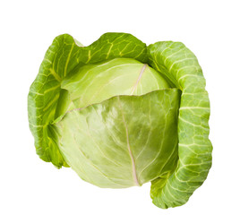 Fototapeta premium Green cabbage