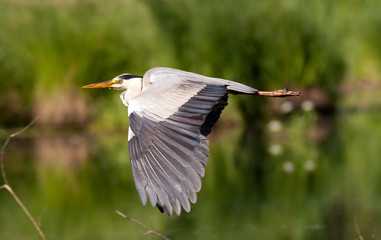 gray heron flying