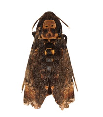 Death's Head Hawkmoth (Europe), Acherontia atropos
