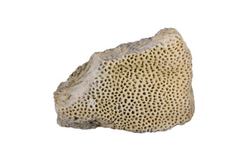 Coral from Hawaii