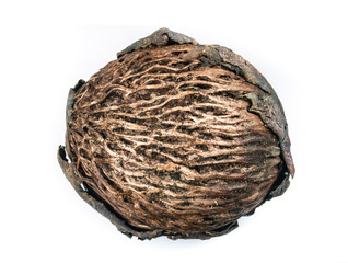 asian cerbera odollam's dried seed
