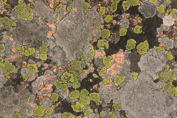 Granite covered with colorful lichen