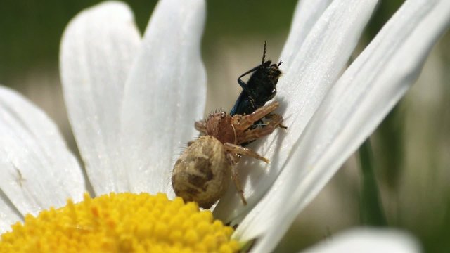 araign&eacute;e crabe