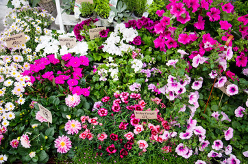 Flower shop with pink and white plants in pots