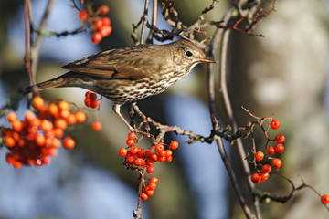Song thrush, Turdus philomelos