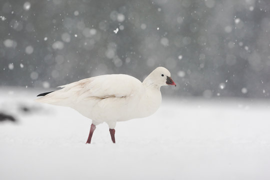 Snow goose, Anser caerulescens