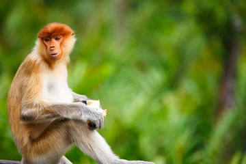 Proboscis monkey