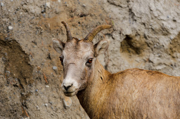 Bighorn Sheep