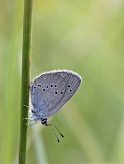 Zwerg-Bläuling (Cupido minimus)