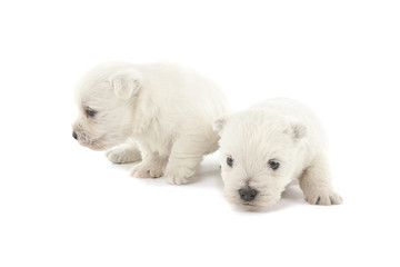 two West Highland White Terrier puppies