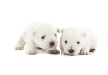 two West Highland White Terrier puppies