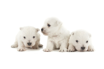 three West Highland White Terrier puppies