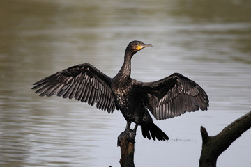 Cormorant, Phalacrocorax carbo, 