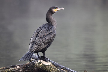 Cormorant, Phalacrocorax carbo, 