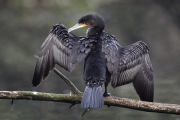 Cormorant, Phalacrocorax carbo, 