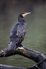 Cormorant, Phalacrocorax carbo, 
