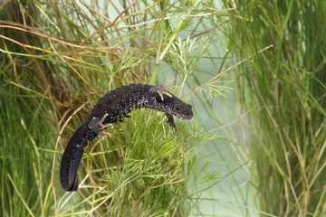 Great-crested newt, Triturus cristatus, 