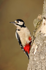 Great-spotted woodpecker, Dendrocopos major, female 