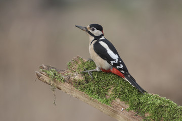 Great-spotted woodpecker, Dendrocopos major, male