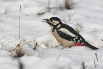 Great-spotted woodpecker, Dendrocopos major, male 