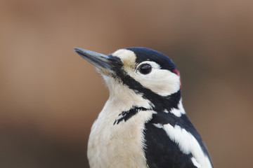 Great-spotted woodpecker, Dendrocopos major, male