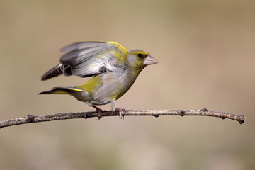 Greenfinch, Carduelis chloris, male