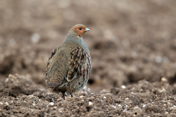 Grey partridge, Perdix perdix, male