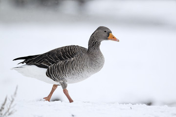 Greylag goose, Anser anser,