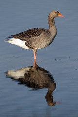Greylag goose, Anser anser,